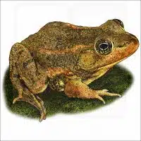 Carpenter Frog illustration