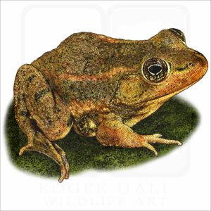 Carpenter Frog illustration