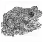 Carpenter Frog