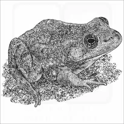 Carpenter Frog