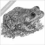 Carpenter Frog