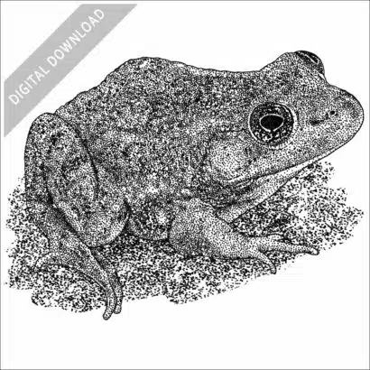 Carpenter Frog