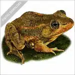 Carpenter Frog stock image
