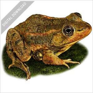 Carpenter Frog stock image