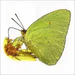 Cloudless Sulphur Butterfly illustration