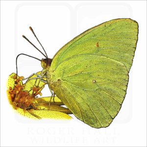 Cloudless Sulphur Butterfly illustration