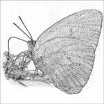 Cloudless Sulphur Butterfly