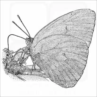 Cloudless Sulphur Butterfly