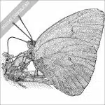 Cloudless Sulphur Butterfly