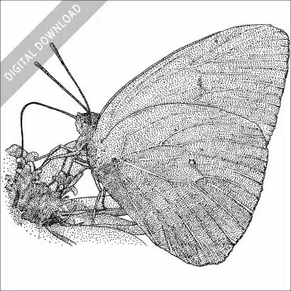Cloudless Sulphur Butterfly