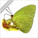Cloudless Sulphur Butterfly stock image