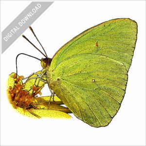 Cloudless Sulphur Butterfly stock image