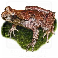 Coastal Tailed Frog illustration