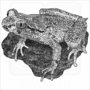 Coastal Tailed Frog