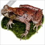 Coastal Tailed Frog stock image