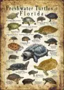 Freshwater Turtles of Florida poster