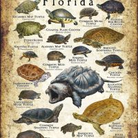Freshwater Turtles of Florida poster