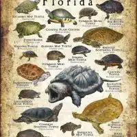 Freshwater Turtles of Florida poster