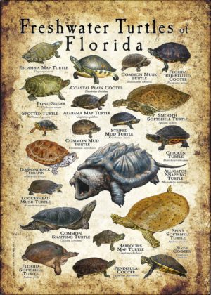 Freshwater Turtles of Florida poster