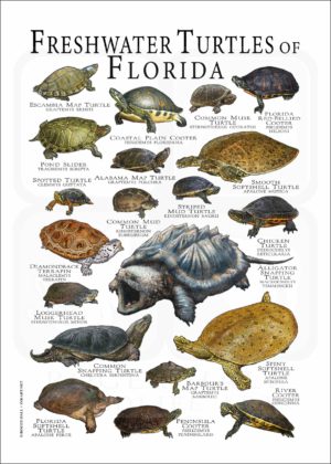 Freshwater Turtles of Florida poster
