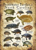 Freshwater Turtles of North Carolina poster