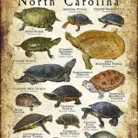 Freshwater Turtles of North Carolina poster