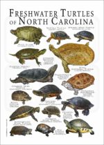 Freshwater Turtles of North Carolina