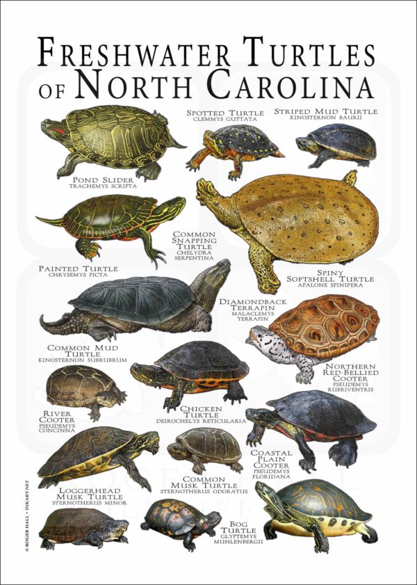 Freshwater Turtles of North Carolina