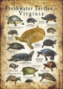 Freshwater Turtles of Virginia poster print