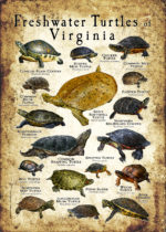 Freshwater Turtles of Virginia Poster Print - Image 3