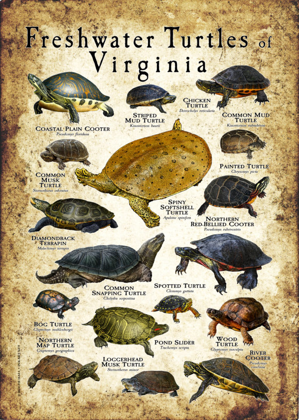 Freshwater Turtles of Virginia Poster Print - Image 3