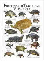 Freshwater Turtles of Virginia poster print