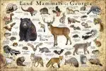 Land Mammals of Georgia poster print