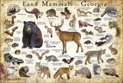 Land Mammals of Georgia poster print