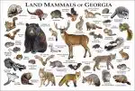 Land Mammals of Georgia poster print
