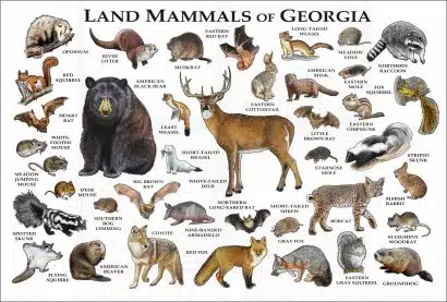 Land Mammals of Georgia poster print