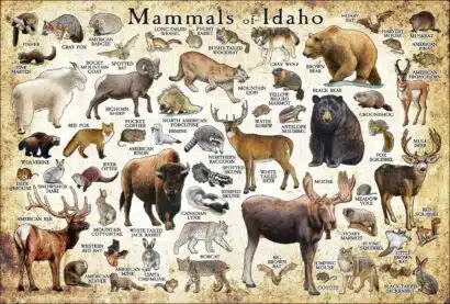 Mammals of Idaho poster print