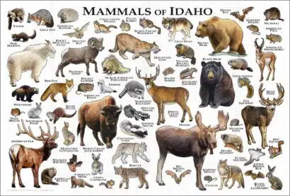 Mammals of Idaho poster print