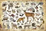 Mammals of Illinois poster print