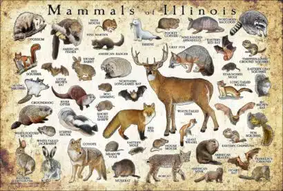 Mammals of Illinois poster print