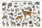 Mammals of Illinois poster prints
