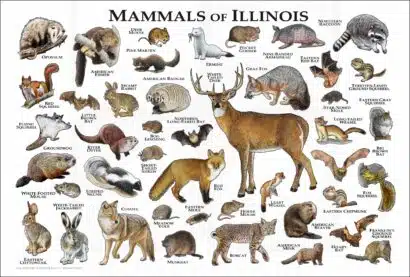 Mammals of Illinois poster prints