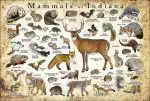 Mammals of Indiana poster print