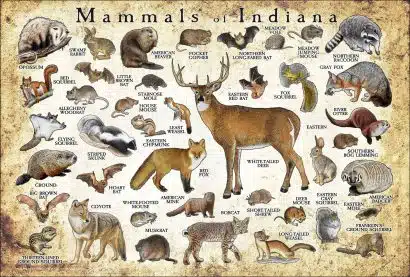 Mammals of Indiana poster print