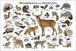 Mammals of Indiana poster print