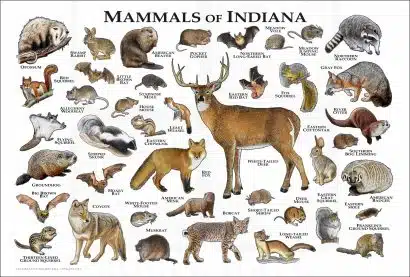 Mammals of Indiana poster print