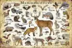 Mammals of Iowa poster print