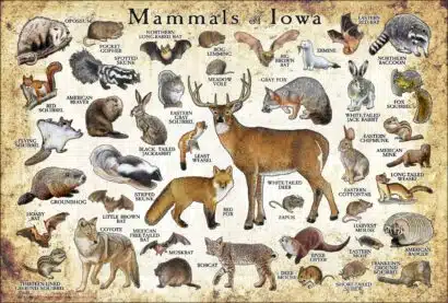 Mammals of Iowa poster print