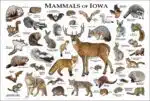 Mammals of Iowa poster print