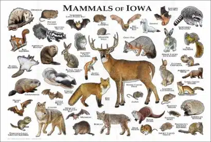 Mammals of Iowa poster print